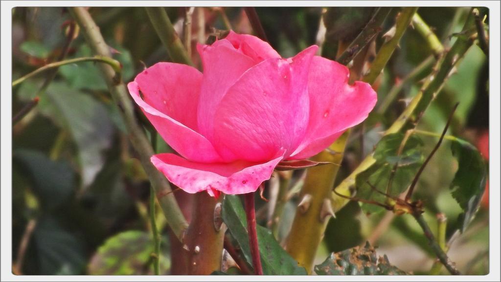 Campos do Jordão Pousada Das Rosas מראה חיצוני תמונה